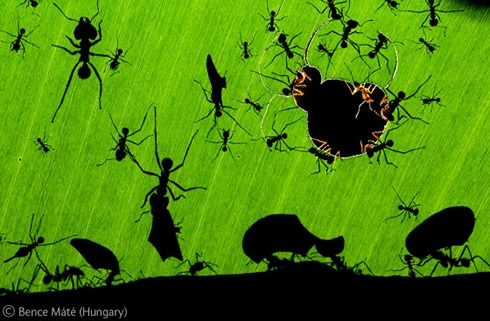 A Marvel of Ants